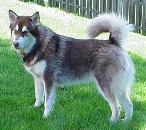 Hudons Malamutes - Cinnabar