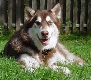 Hudons Malamutes -  Cinnabar