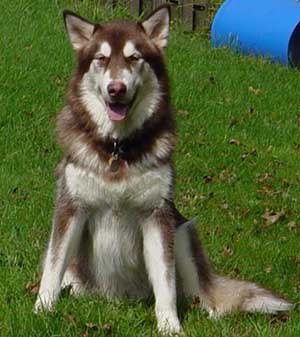 Hudons Malamutes - Cinnabar