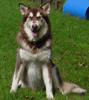 Hudons Malamutes -  Cinnabar