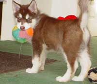 Hudons Malamutes - Cinnabar