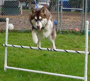 Hudons Malamutes - Cinnabar