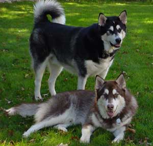 Hudons Malamutes - Cinnabar