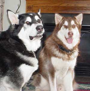 Hudons Malamutes - Cinnabar