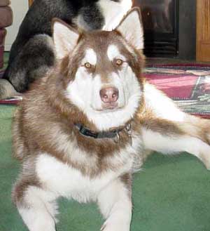 Hudons Malamutes - Cinnabar