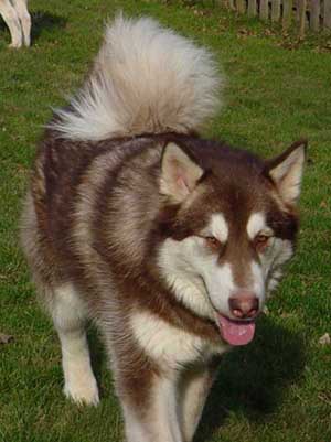 Hudons Malamutes - Cinnabar