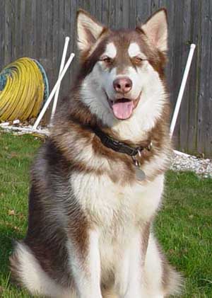 Hudons Malamutes -  Cinnabar