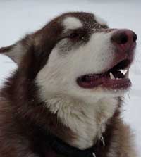 Hudons Malamutes - Cinnabar