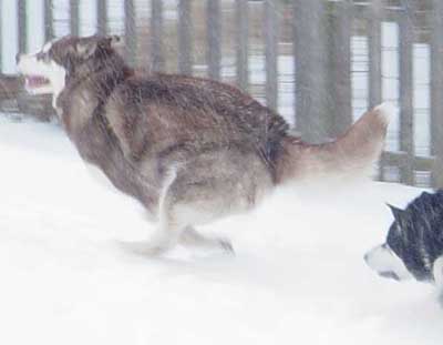 Hudons Malamutes - Cinnabar
