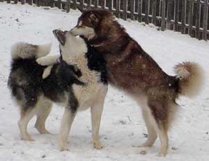 Hudons Malamutes - Cinnabar
