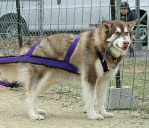 Hudons Malamutes - Cinnabar