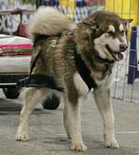 Hudons Malamutes - Cinnabar