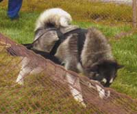 Hudons Malamutes - Cinnabar