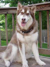 Hudons Malamutes - Cinnabar