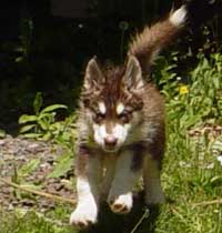 Hudons Malamutes - Cinnabar