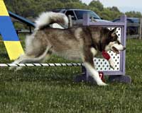 Hudons Malamutes - Cinnabar