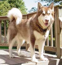 Hudons Malamutes - Cinnabar