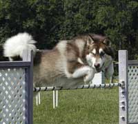 Hudons Malamutes - Cinnabar