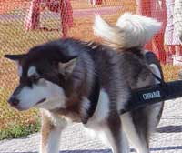 Hudons Malamutes -  Cinnabar