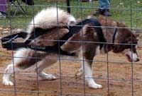 Hudons Malamutes - Cinnabar