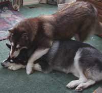 Hudons Malamutes - Cinnabar