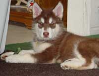 Hudons Malamutes - Cinnabar