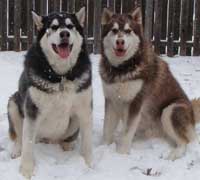 Hudons Malamutes - Cinnabar