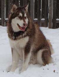 Hudons Malamutes -  Cinnabar