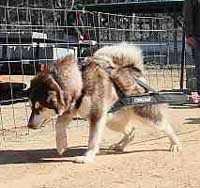 Hudons Malamutes - Cinnabar