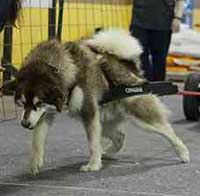 Hudons Malamutes - Cinnabar