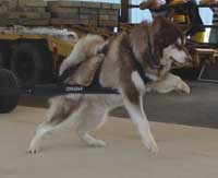 Hudons Malamutes - Cinnabar