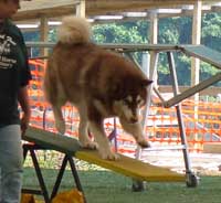 Hudons Malamutes - Cinnabar