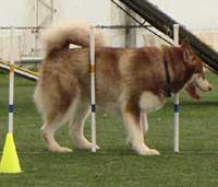 Hudons Malamutes - Cinnabar