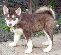 Hudons Malamutes - Cinnabar