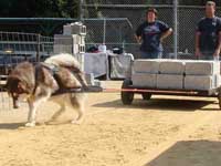 Hudons Malamutes - Cinnabar