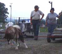 Hudons Malamutes -  Cinnabar