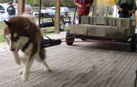 Hudons Malamutes - Cinnabar