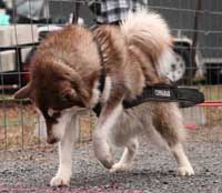 Hudons Malamutes - Cinnabar