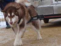 Hudons Malamutes - Cinnabar