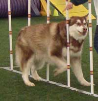 Hudons Malamutes - Cinnabar