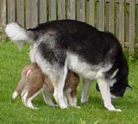 Hudons Malamutes - Cinnabar