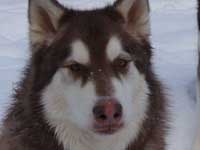 Hudons Malamutes - Cinnabar
