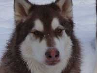 Hudons Malamutes -  Cinnabar