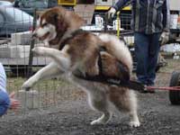 Hudons Malamutes - Cinnabar