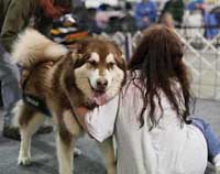 Hudons Malamutes - Cinnabar