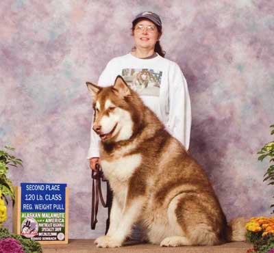 Hudons Malamutes - Cinnabar