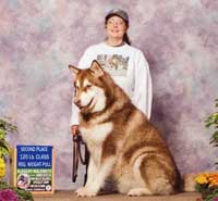 Hudons Malamutes - Cinnabar