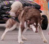 Hudons Malamutes - Cinnabar
