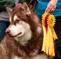 Hudons Malamutes - Cinnabar