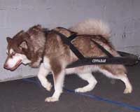 Hudons Malamutes - Cinnabar